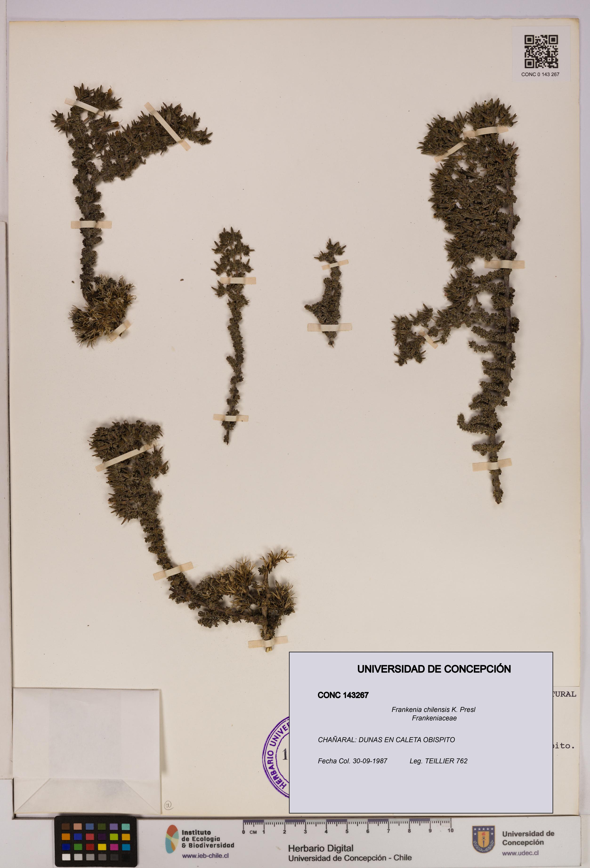 Frankenia chilensis [Espécimen: UDEC:CONC:0143267]
