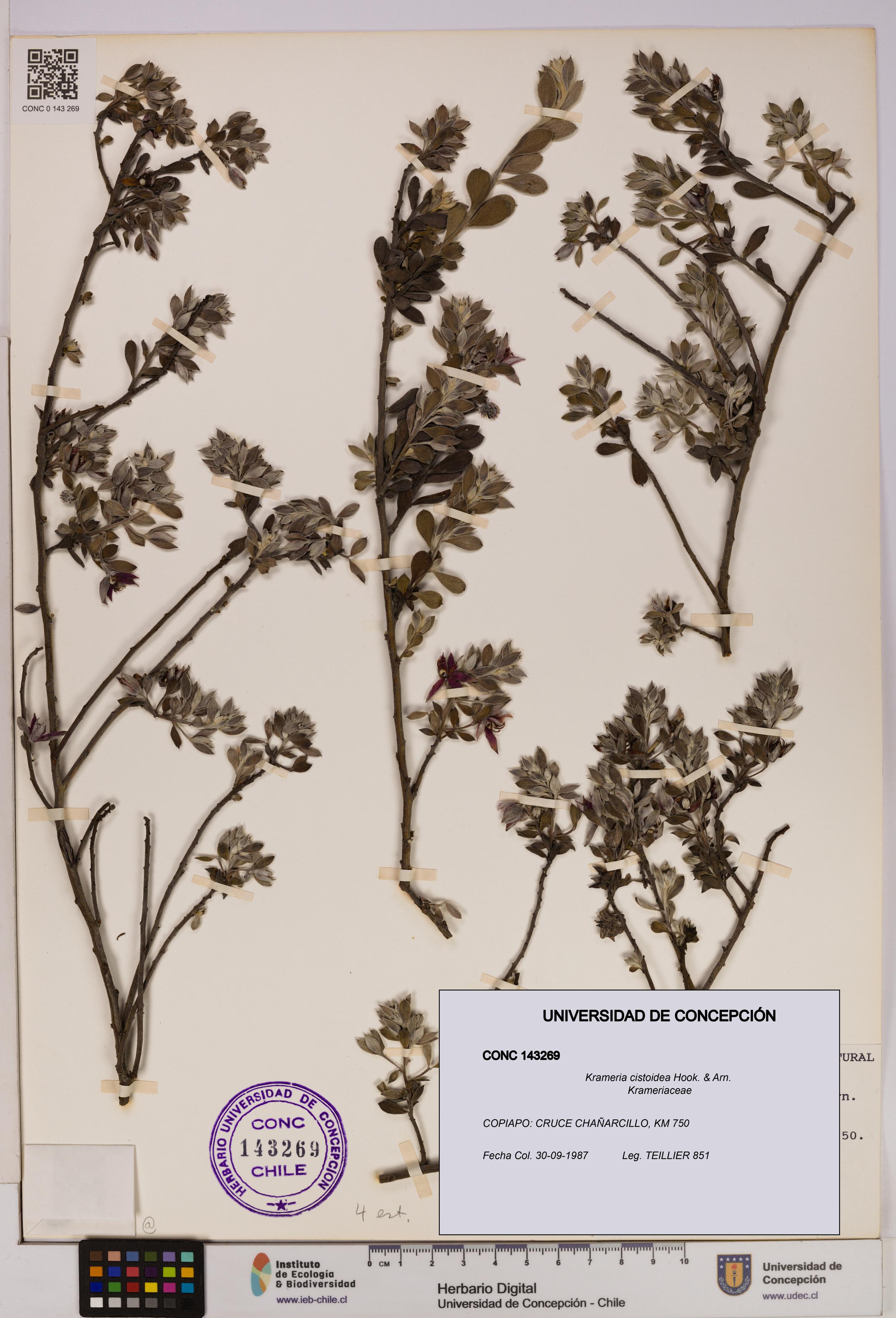 Krameria cistoidea [Espécimen: UDEC:CONC:0143269]