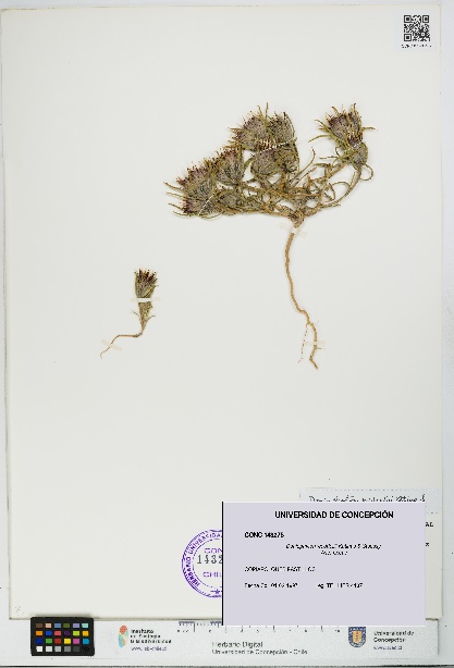 Doniophyton weddellii [Espécimen: UDEC:CONC:0143275]