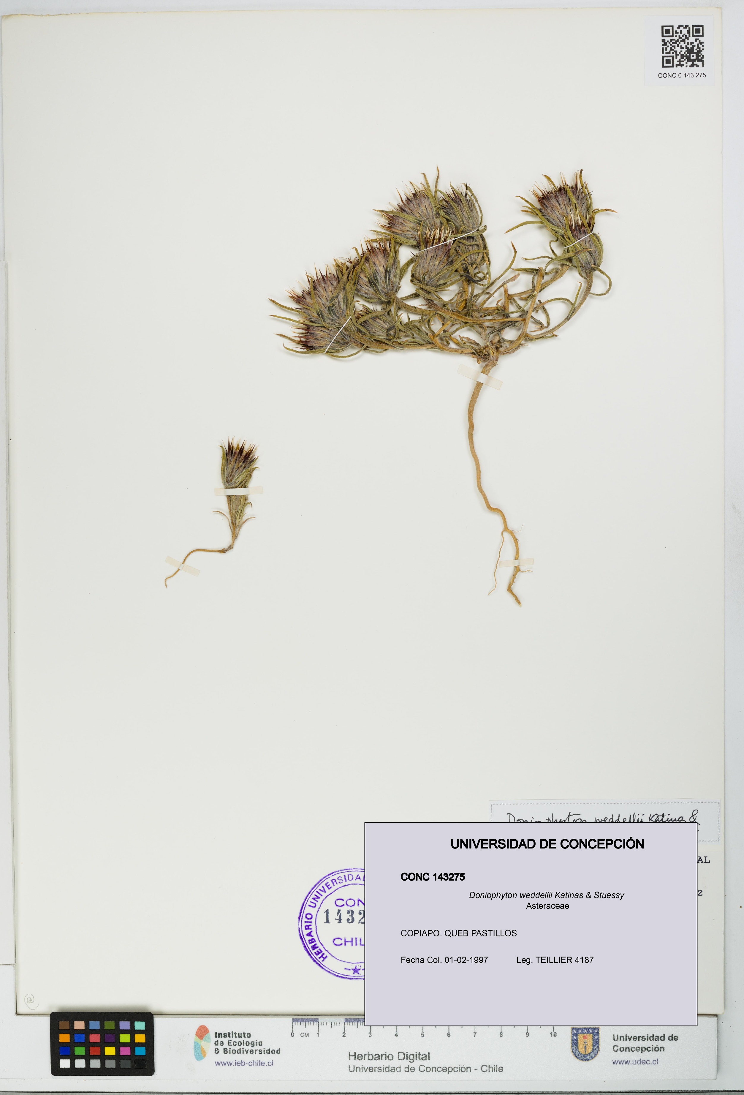 Doniophyton weddellii [Espécimen: UDEC:CONC:0143275]