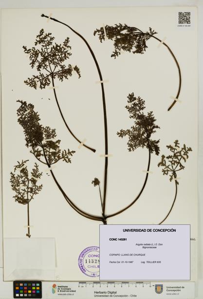 Argylia radiata [Espécimen: UDEC:CONC:0143281]