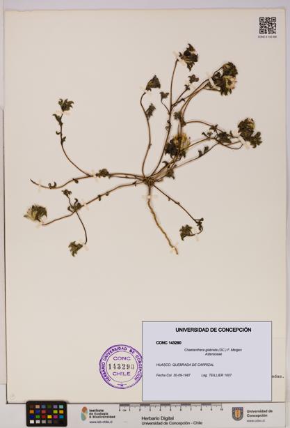 Chaetanthera glabrata [Espécimen: UDEC:CONC:0143290]