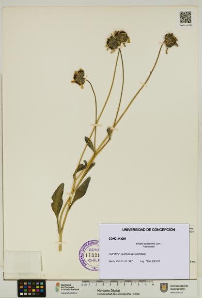 Encelia canescens [Espécimen: UDEC:CONC:0143291]