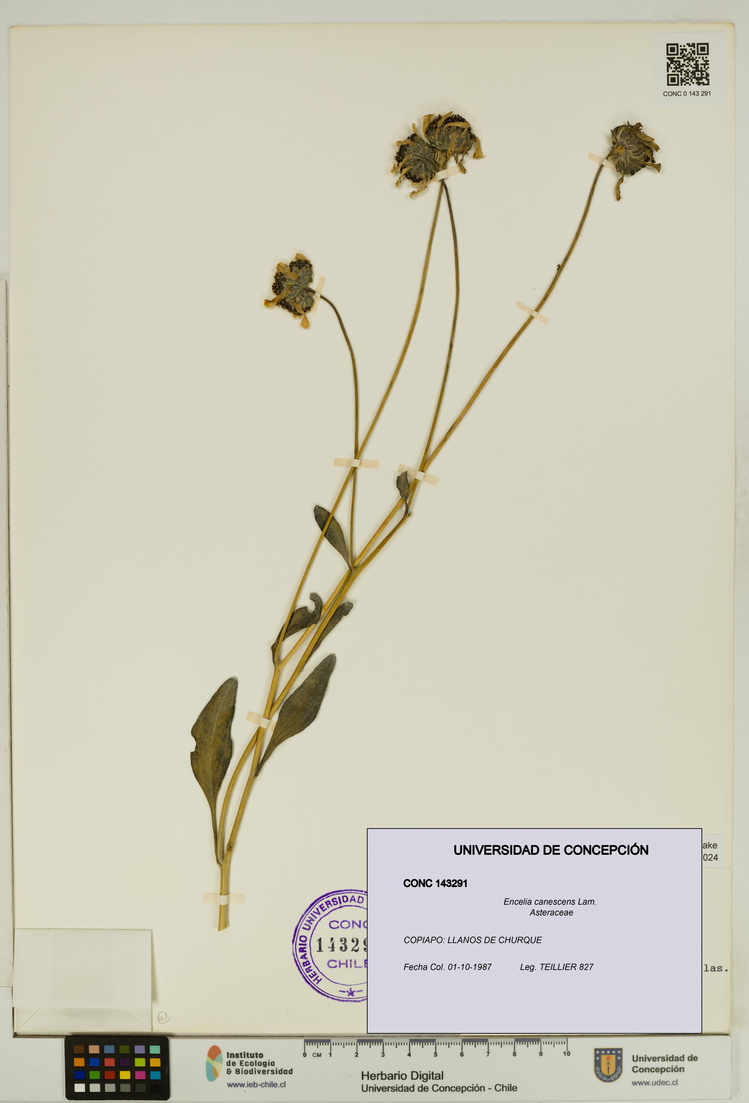 Encelia canescens [Espécimen: UDEC:CONC:0143291]