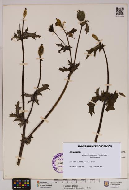 Argemone hunnemannii [Espécimen: UDEC:CONC:0143294]