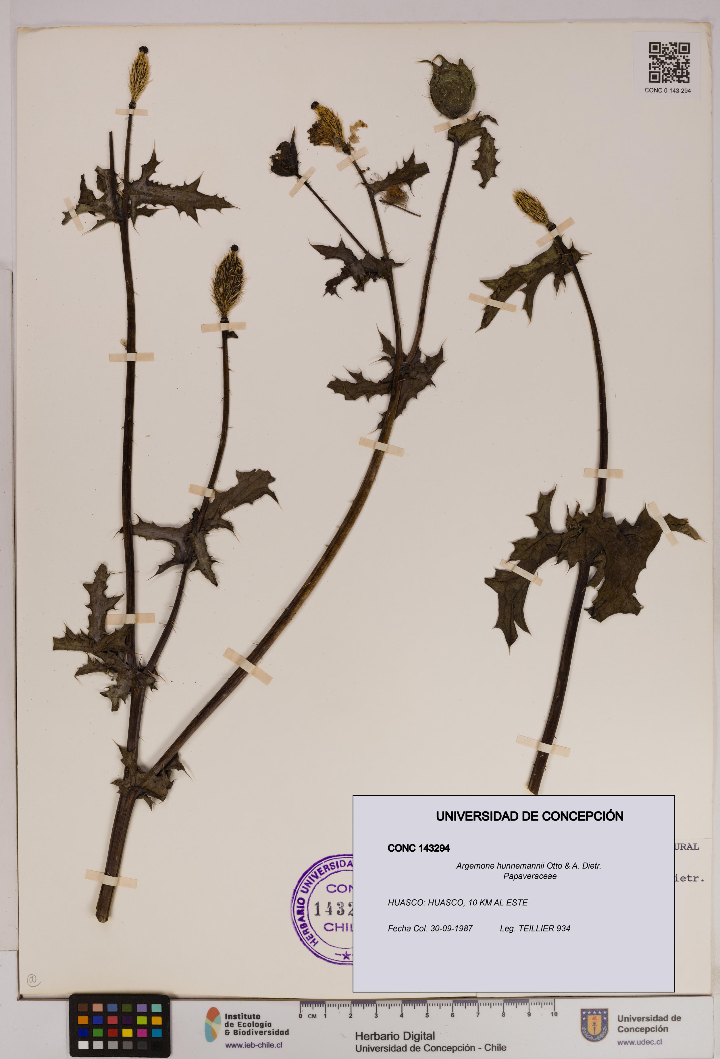 Argemone hunnemannii [Espécimen: UDEC:CONC:0143294]