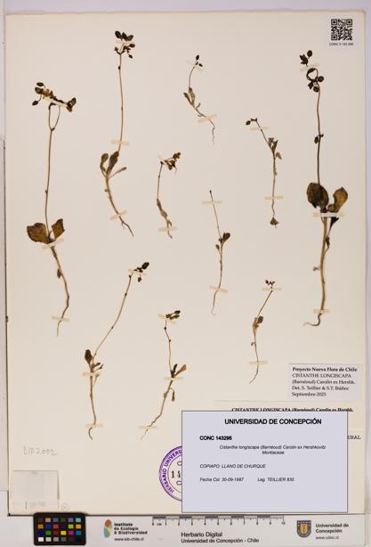 Cistanthe longiscapa [Espécimen: UDEC:CONC:0143295]