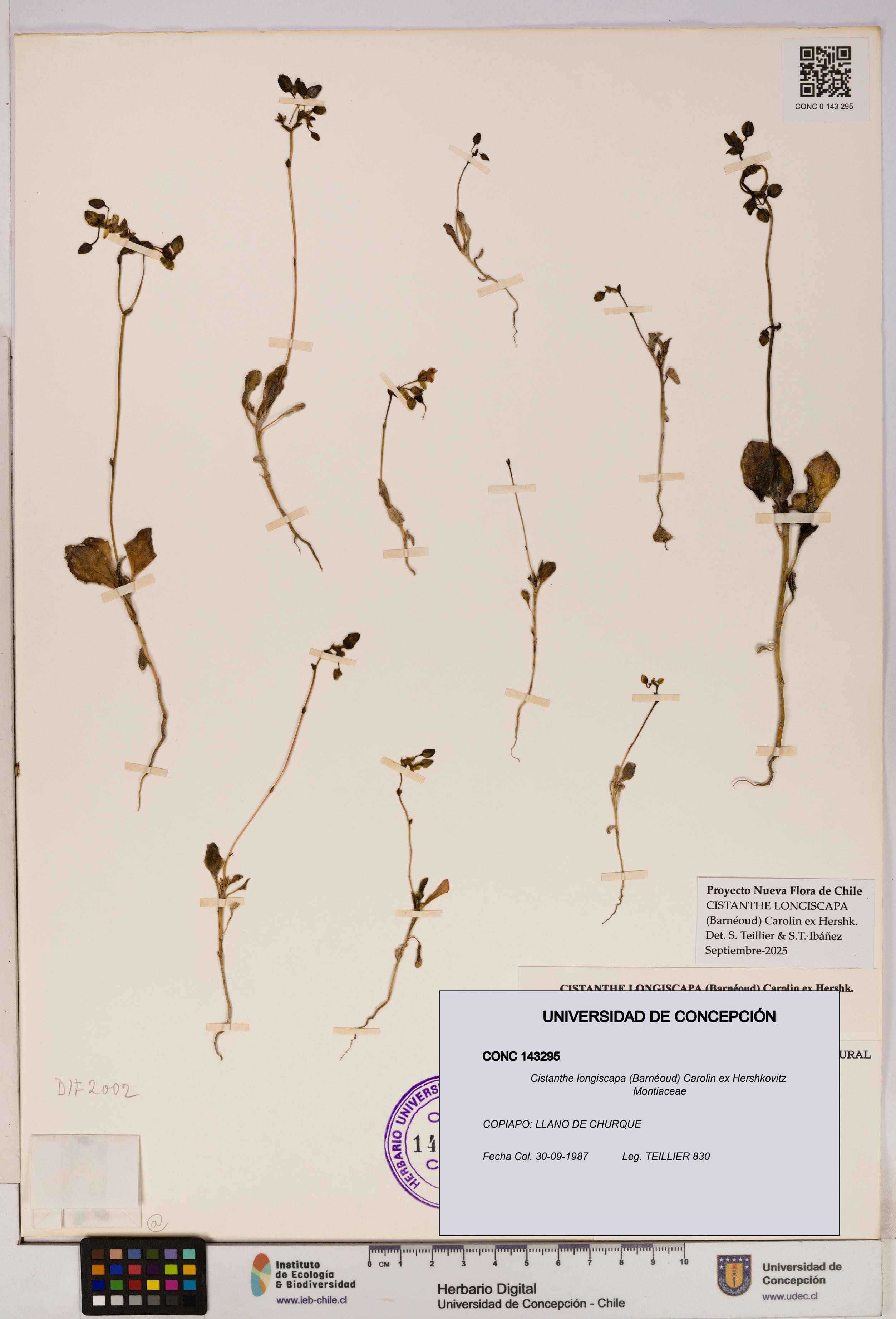 Cistanthe longiscapa [Espécimen: UDEC:CONC:0143295]