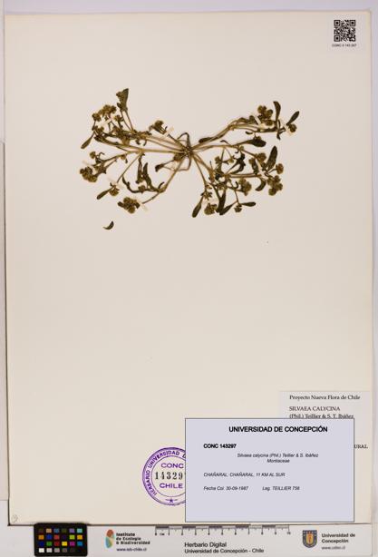 Silvaea calycina [Espécimen: UDEC:CONC:0143297]