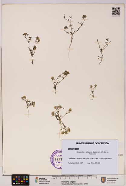 Chaetanthera taltalensis [Espécimen: UDEC:CONC:0143306]