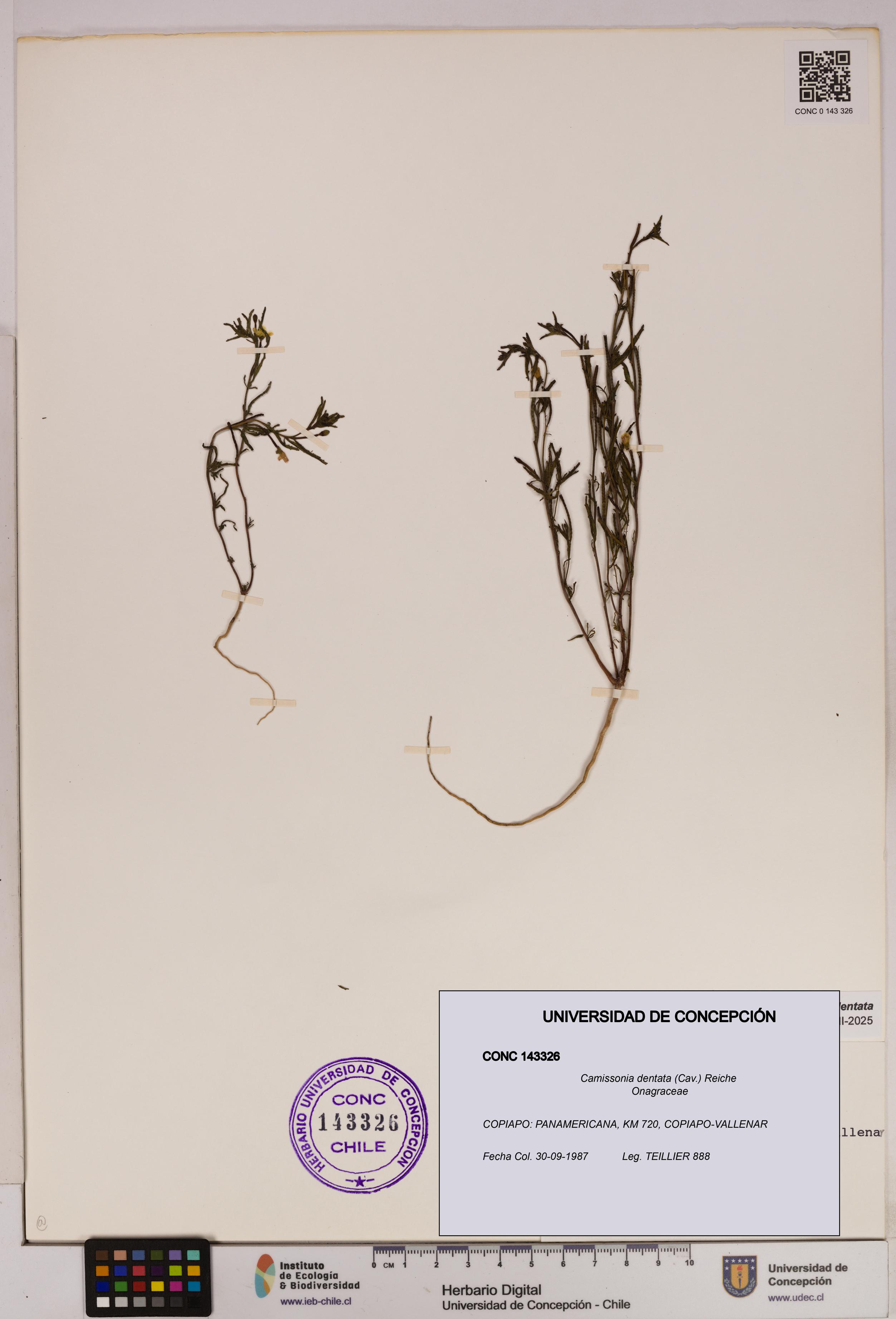 Camissonia dentata [Espécimen: UDEC:CONC:0143326]