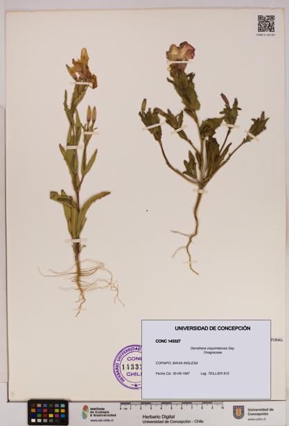 Oenothera coquimbensis [Espécimen: UDEC:CONC:0143327]