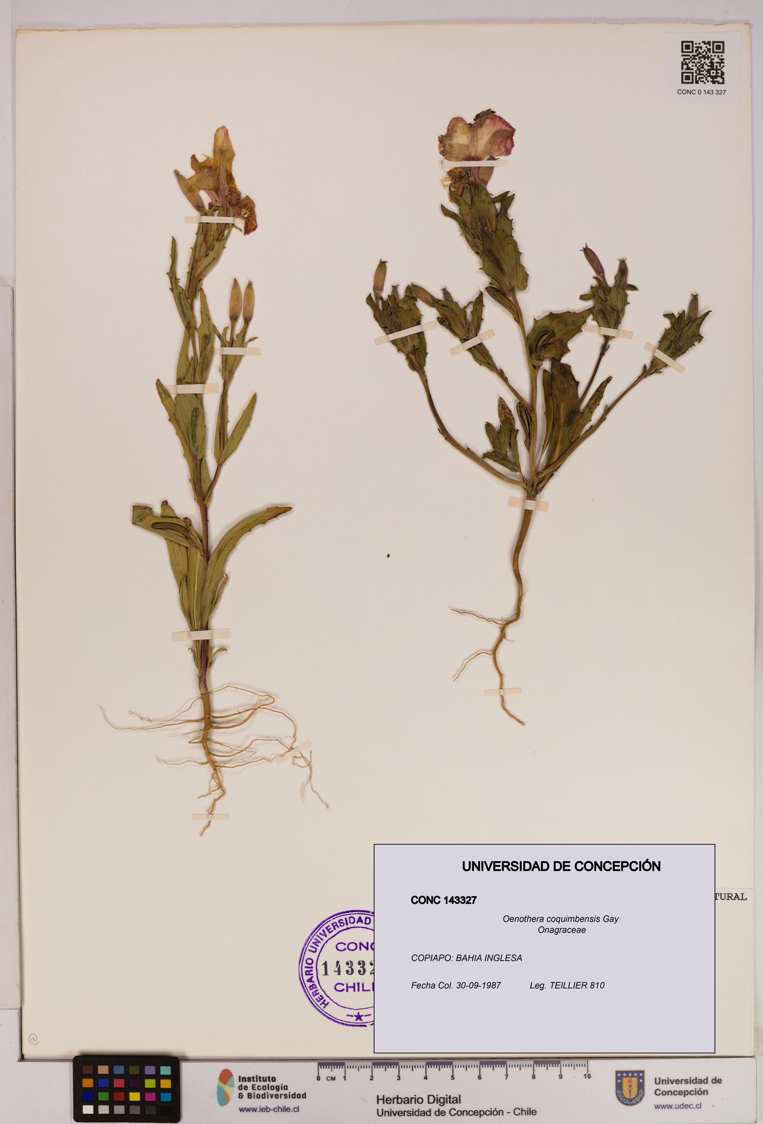 Oenothera coquimbensis [Espécimen: UDEC:CONC:0143327]