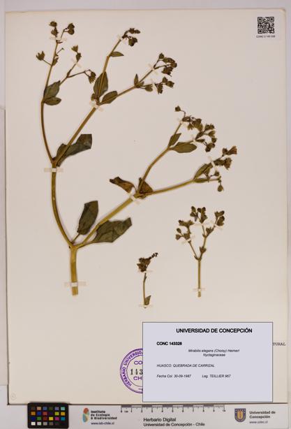 Mirabilis elegans [Espécimen: UDEC:CONC:0143328]