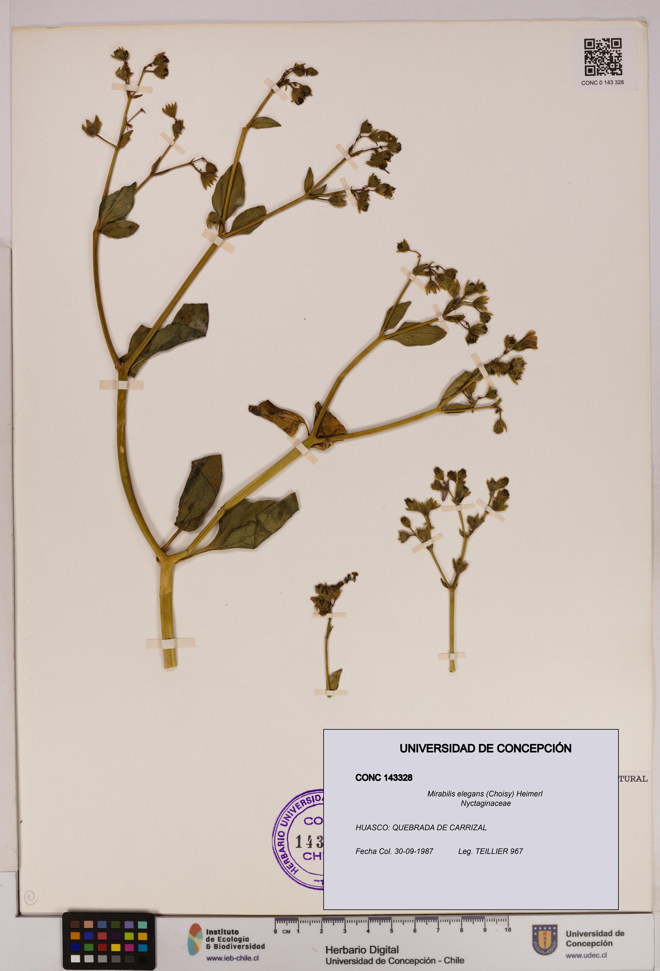 Mirabilis elegans [Espécimen: UDEC:CONC:0143328]