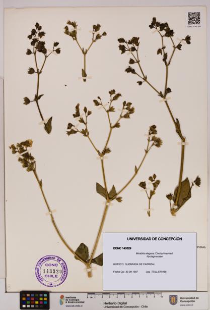Mirabilis elegans [Espécimen: UDEC:CONC:0143329]