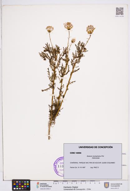 Senecio myriophyllus [Espécimen: ]