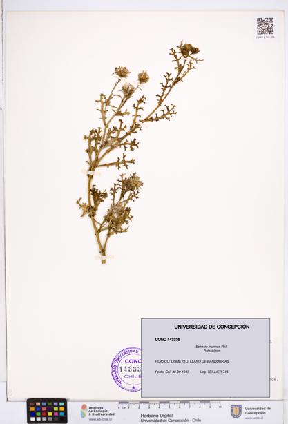 Senecio murinus [Espécimen: ]