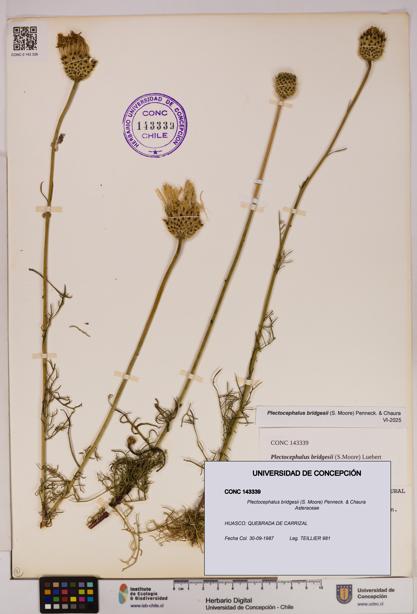 Plectocephalus bridgesii [Espécimen: UDEC:CONC:0143339]