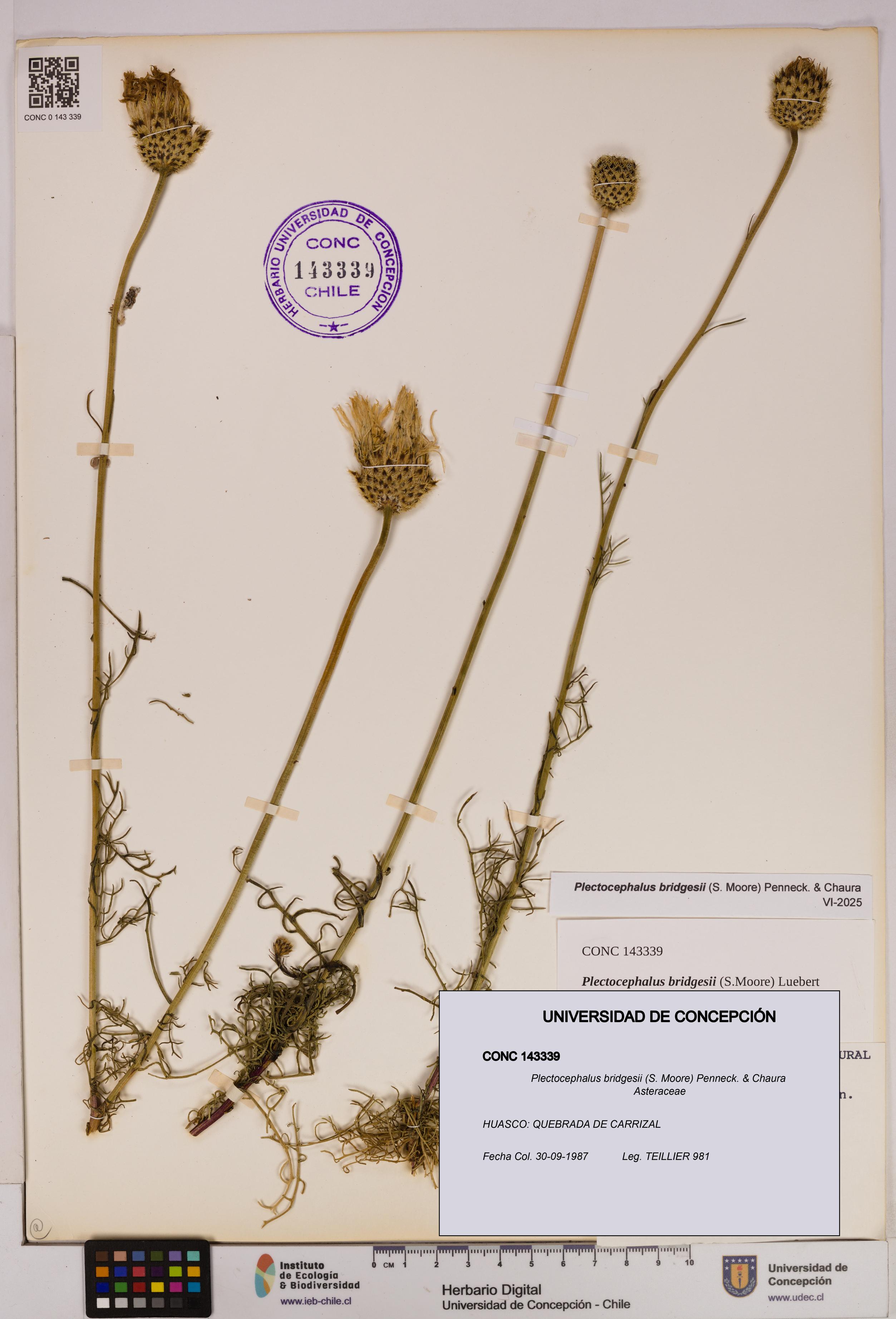 Plectocephalus bridgesii [Espécimen: UDEC:CONC:0143339]