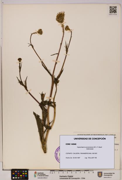 Hypochaeris scorzonerae [Espécimen: UDEC:CONC:0143340]