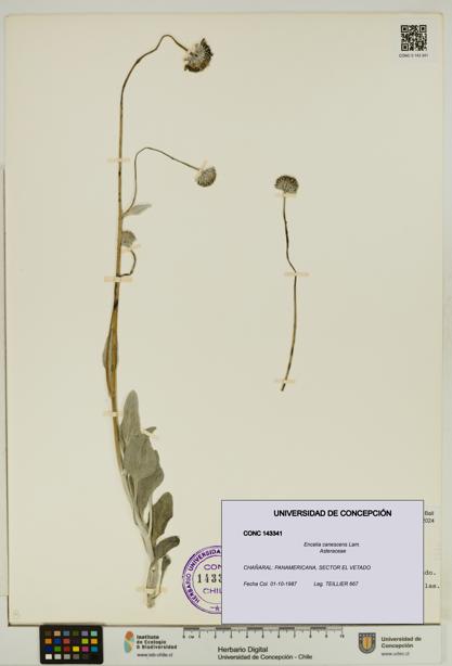 Encelia canescens [Espécimen: UDEC:CONC:0143341]