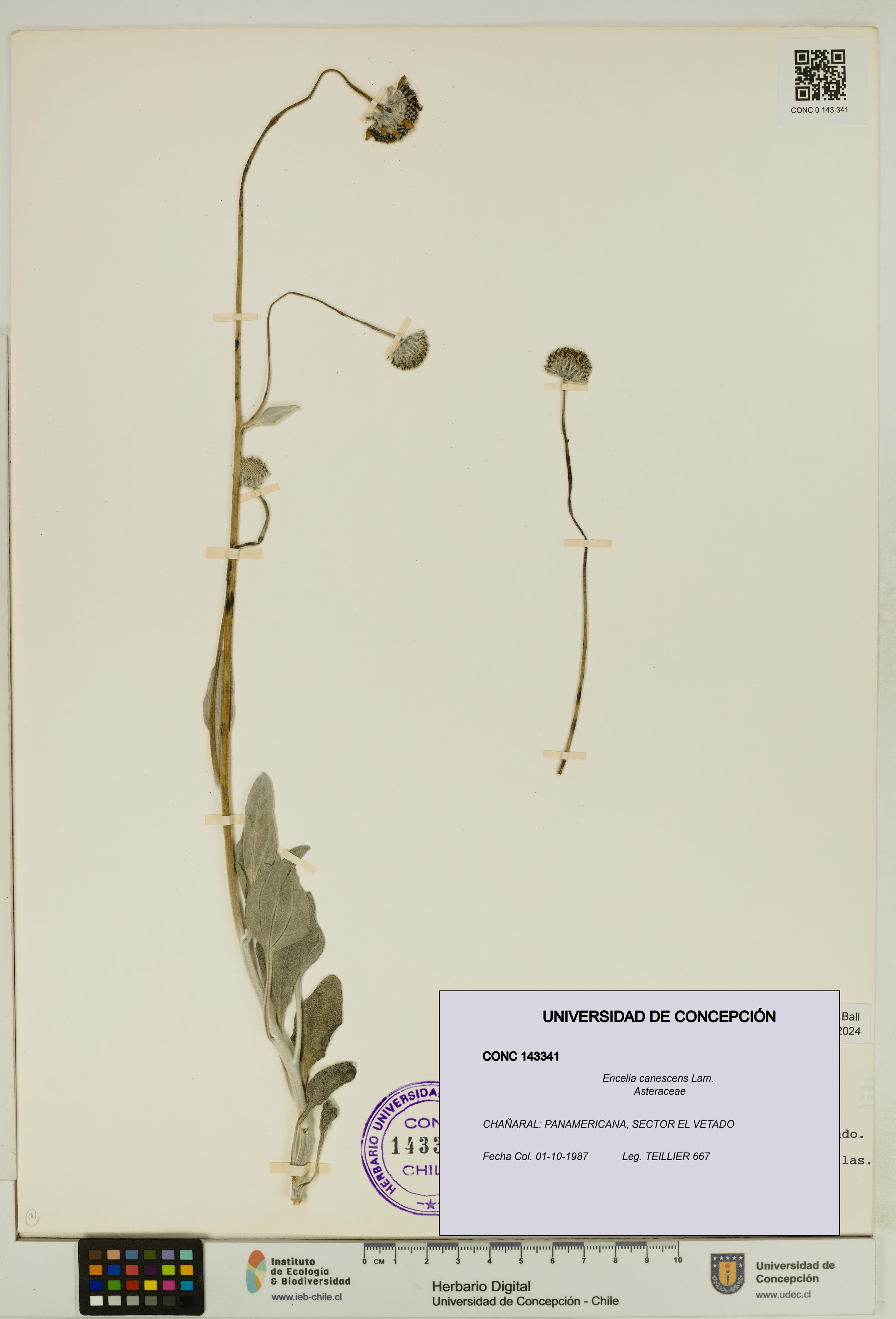 Encelia canescens [Espécimen: UDEC:CONC:0143341]