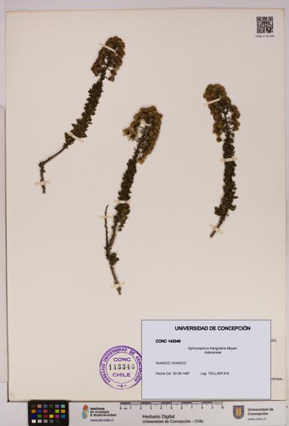 Ophryosporus triangularis [Espécimen: UDEC:CONC:0143346]