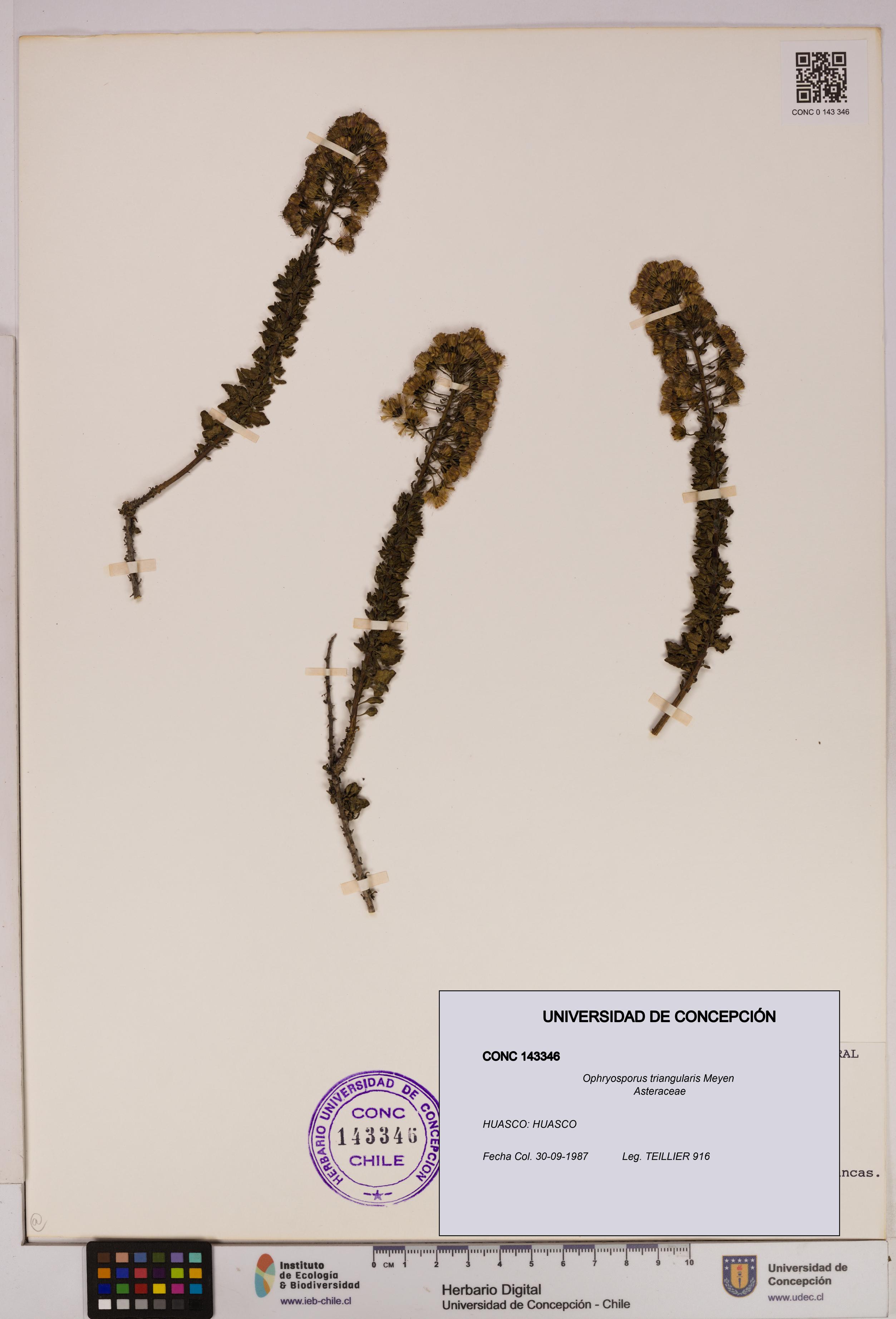 Ophryosporus triangularis [Espécimen: UDEC:CONC:0143346]