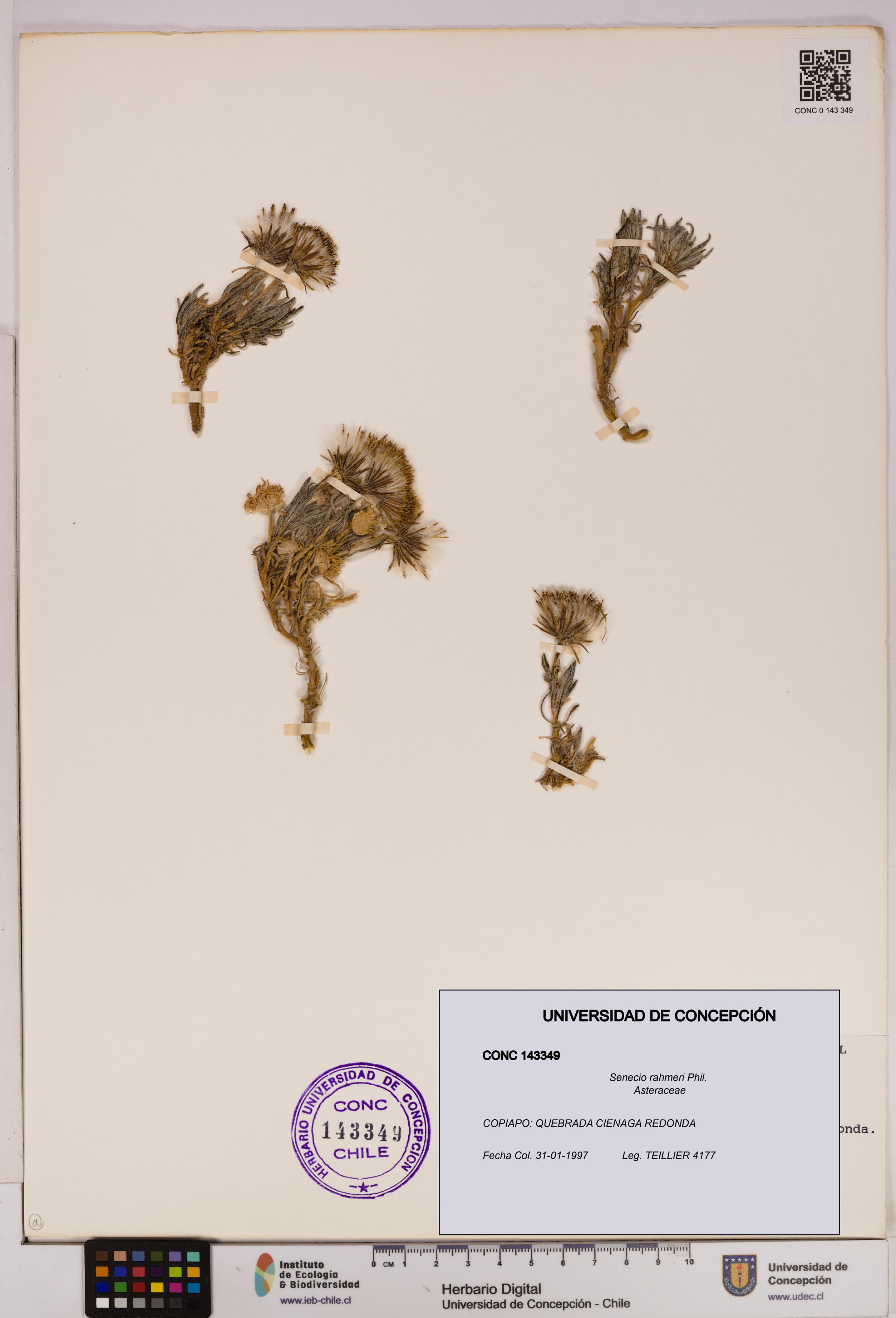 Senecio rahmeri [Espécimen: UDEC:CONC:0143349]