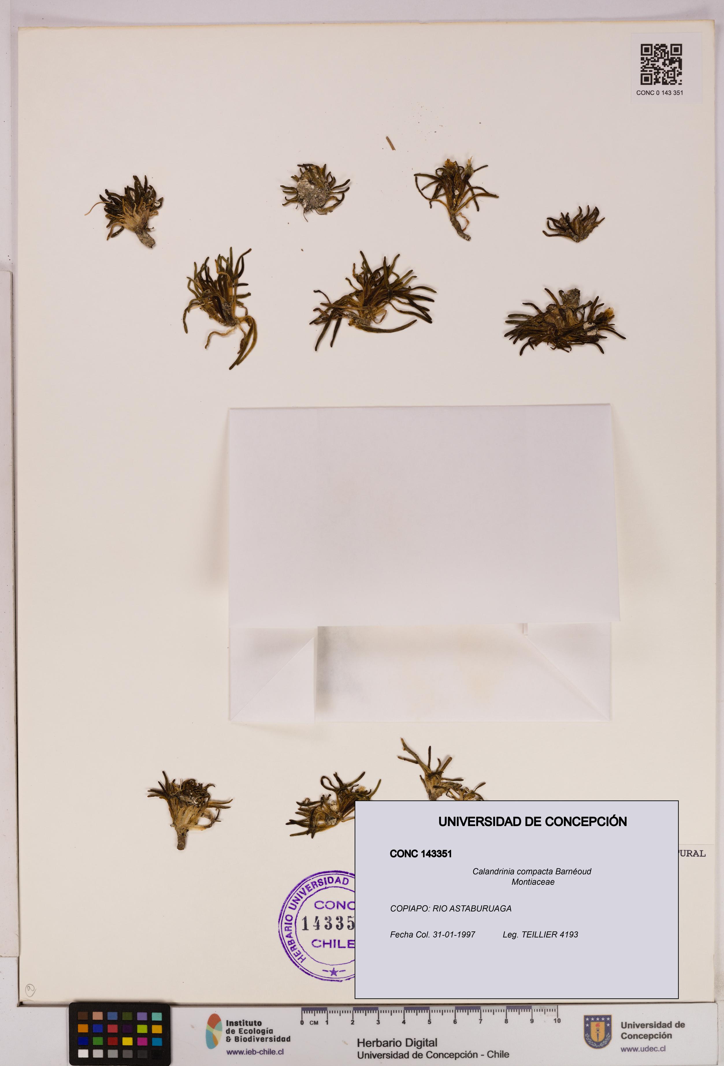 Calandrinia compacta [Espécimen: UDEC:CONC:0143351]