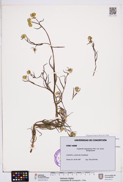 Cryptantha haplostachya [Espécimen: ]