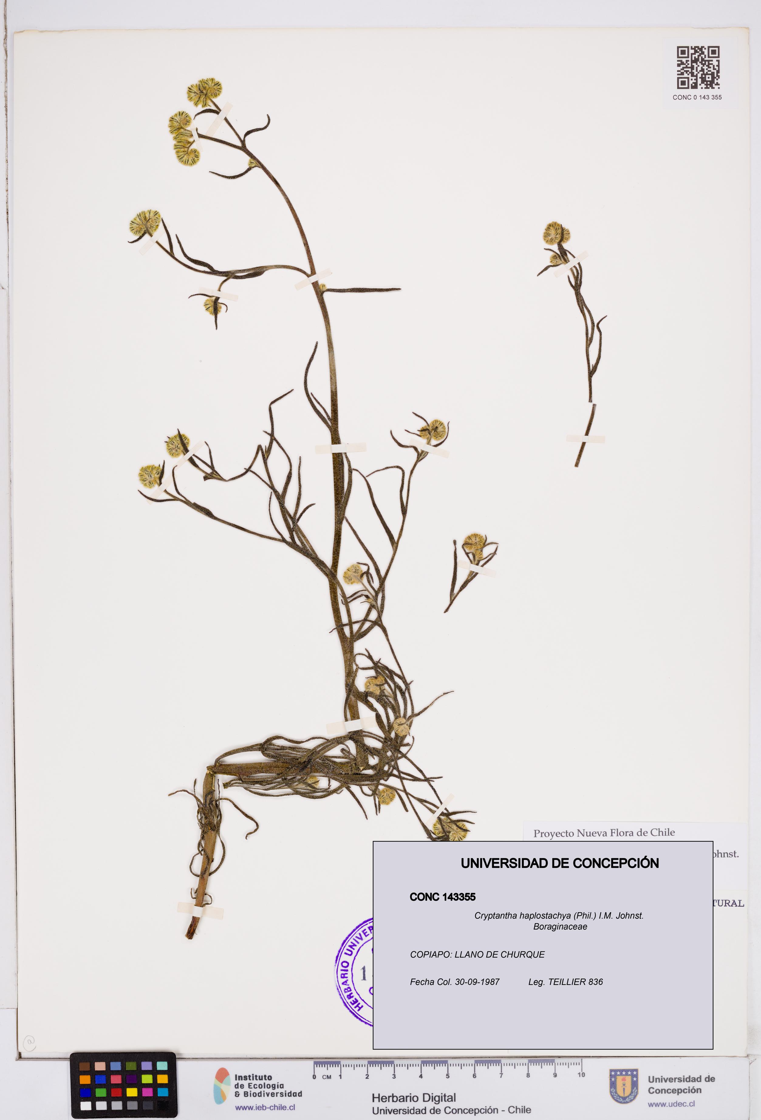 Cryptantha haplostachya [Espécimen: ]