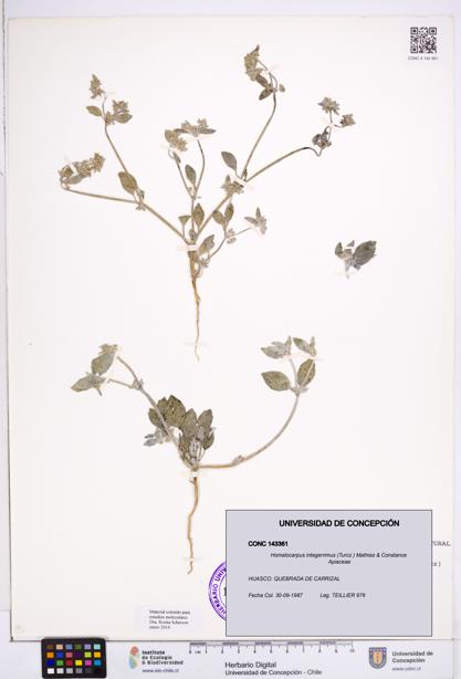 Homalocarpus integerrimus [Espécimen: ]