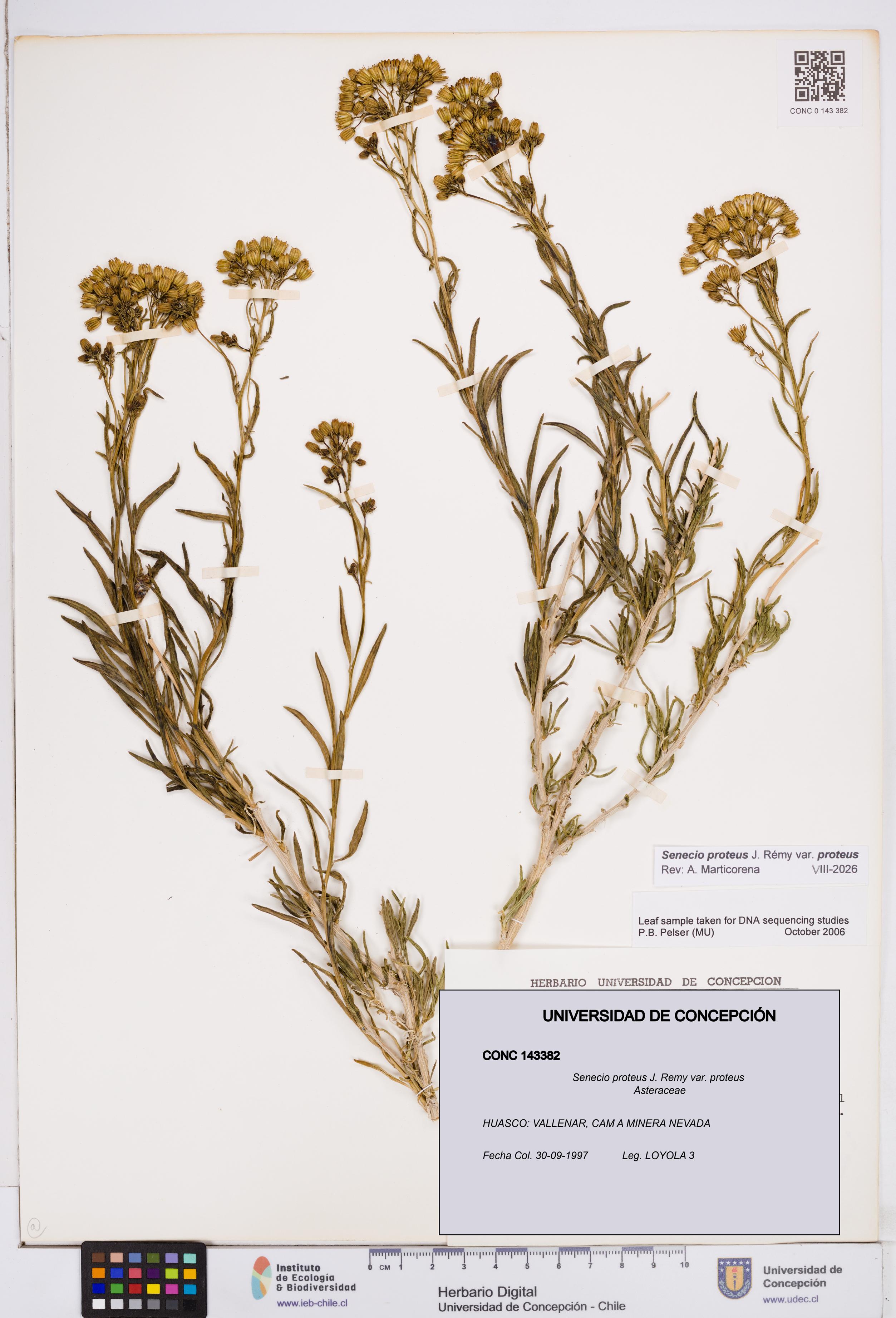 Senecio proteus var. proteus [Espécimen: ]