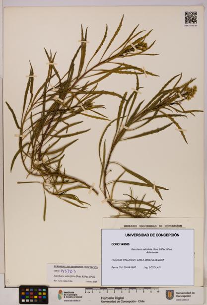 Baccharis salicifolia [Espécimen: UDEC:CONC:0143383]