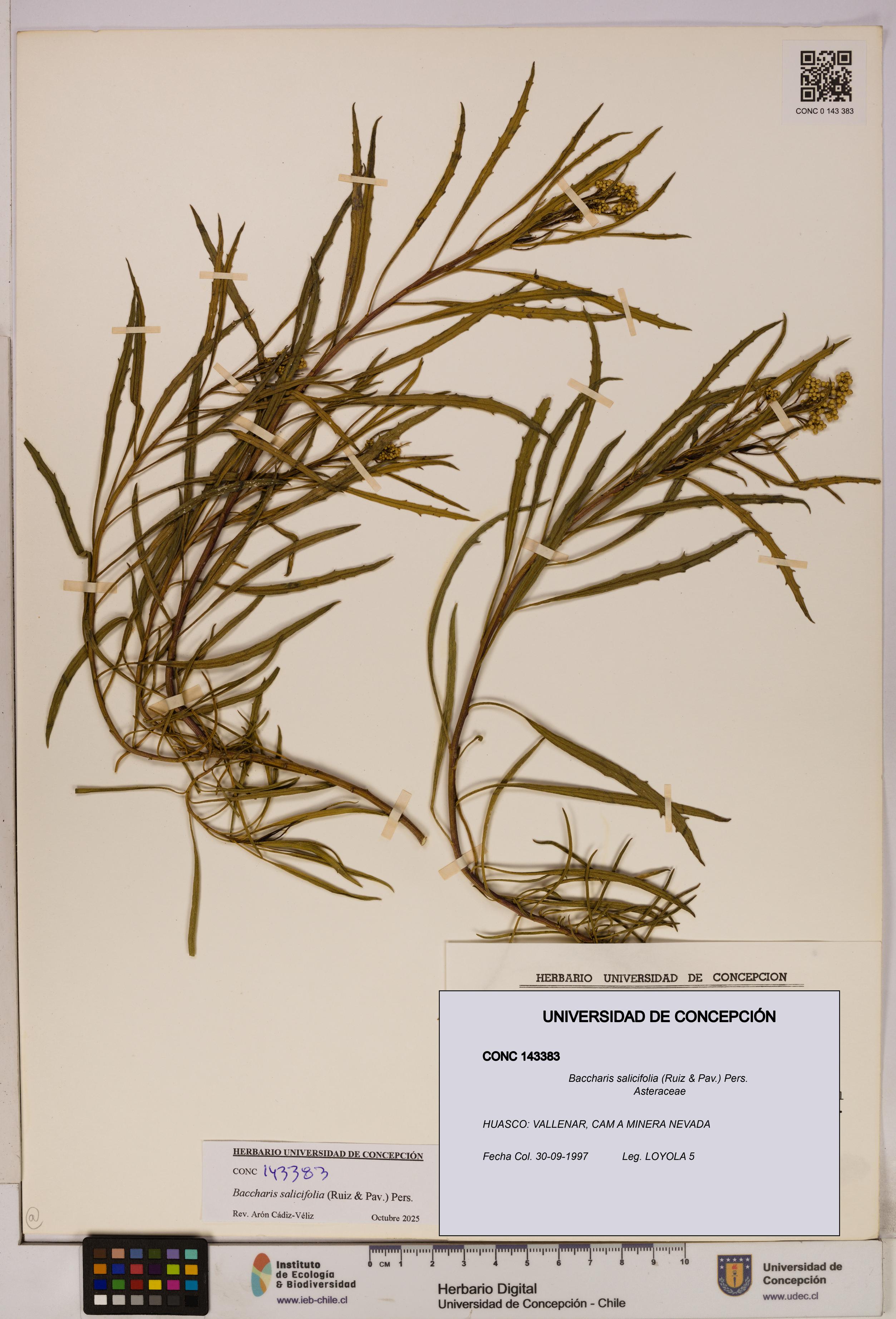 Baccharis salicifolia [Espécimen: UDEC:CONC:0143383]