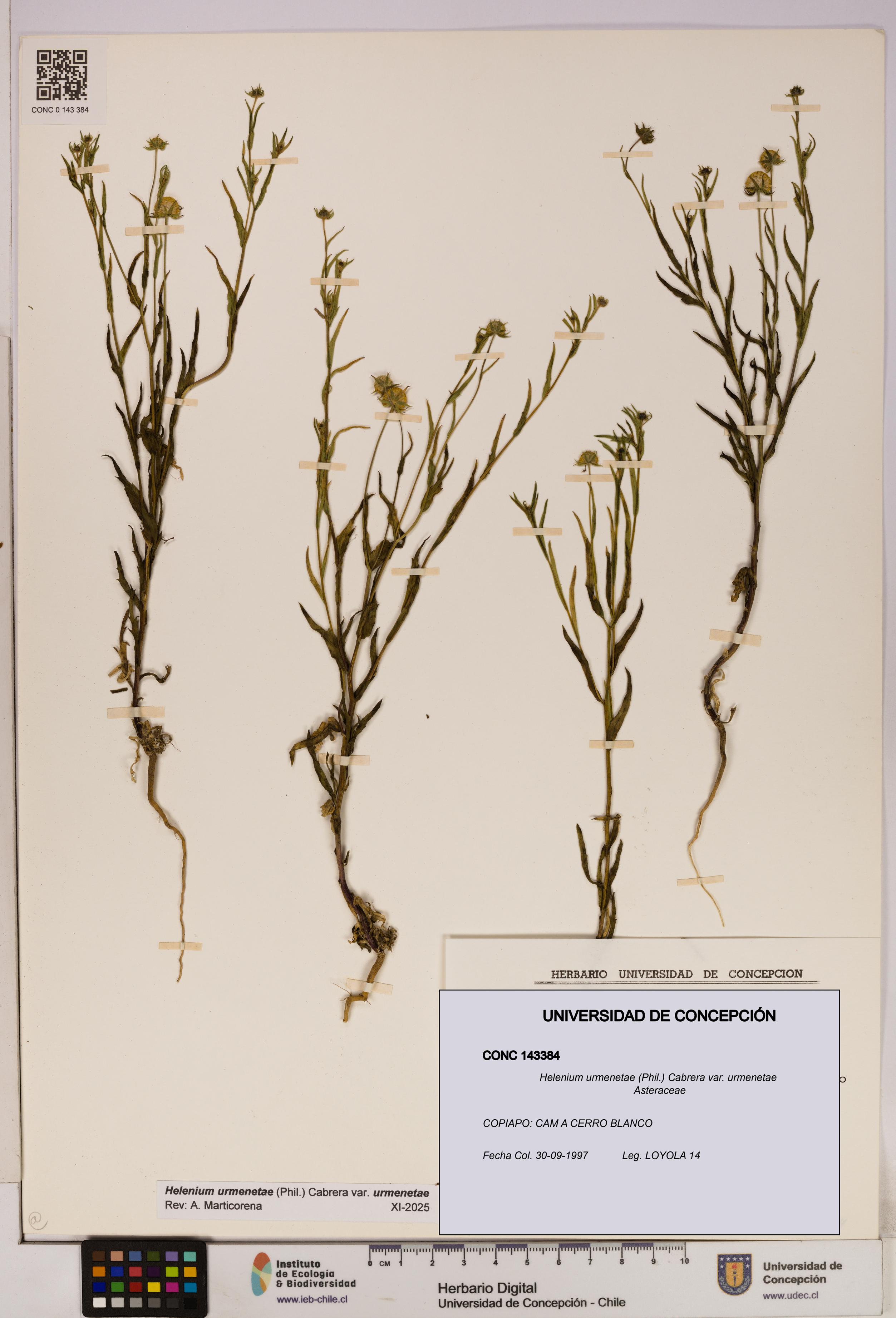 Helenium urmenetae var. urmenetae [Espécimen: UDEC:CONC:0143384]