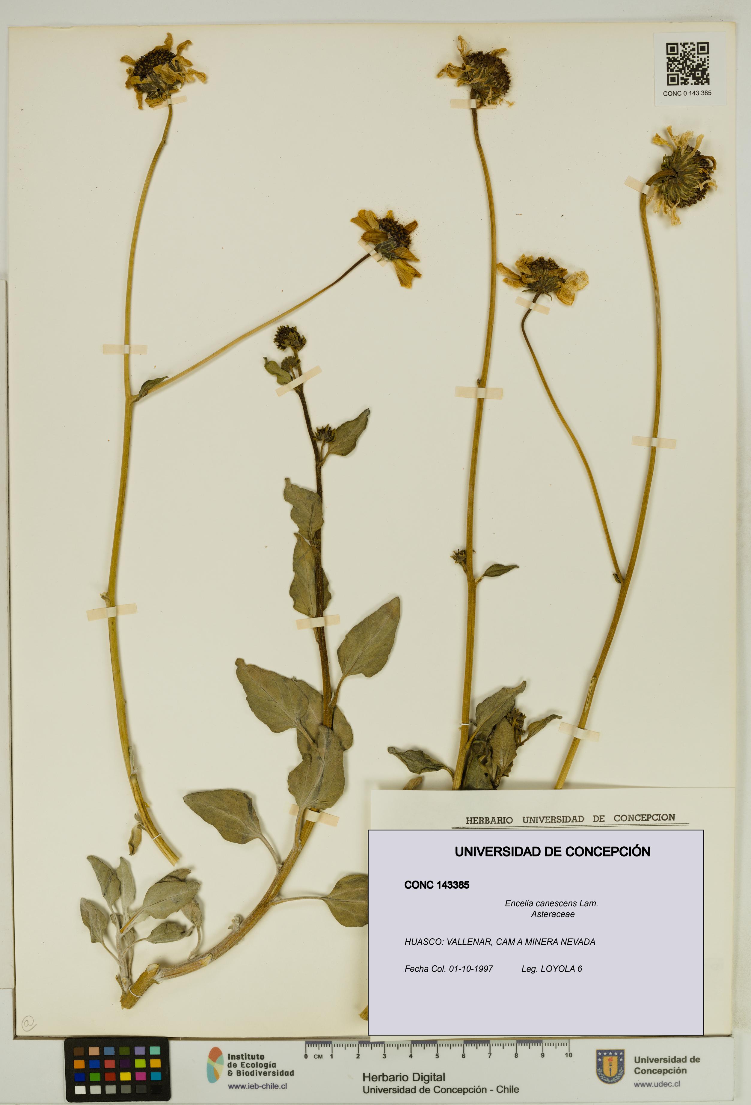 Encelia canescens [Espécimen: UDEC:CONC:0143385]