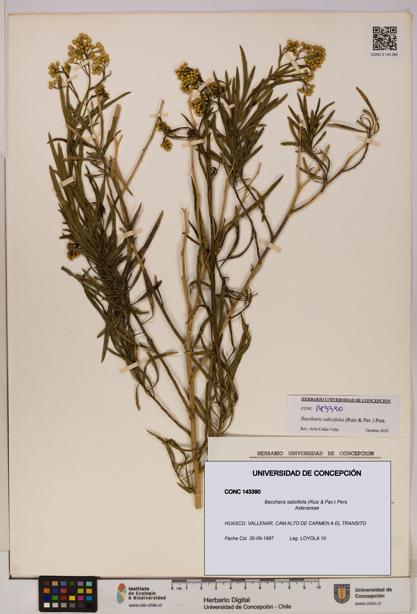 Baccharis salicifolia [Espécimen: UDEC:CONC:0143390]