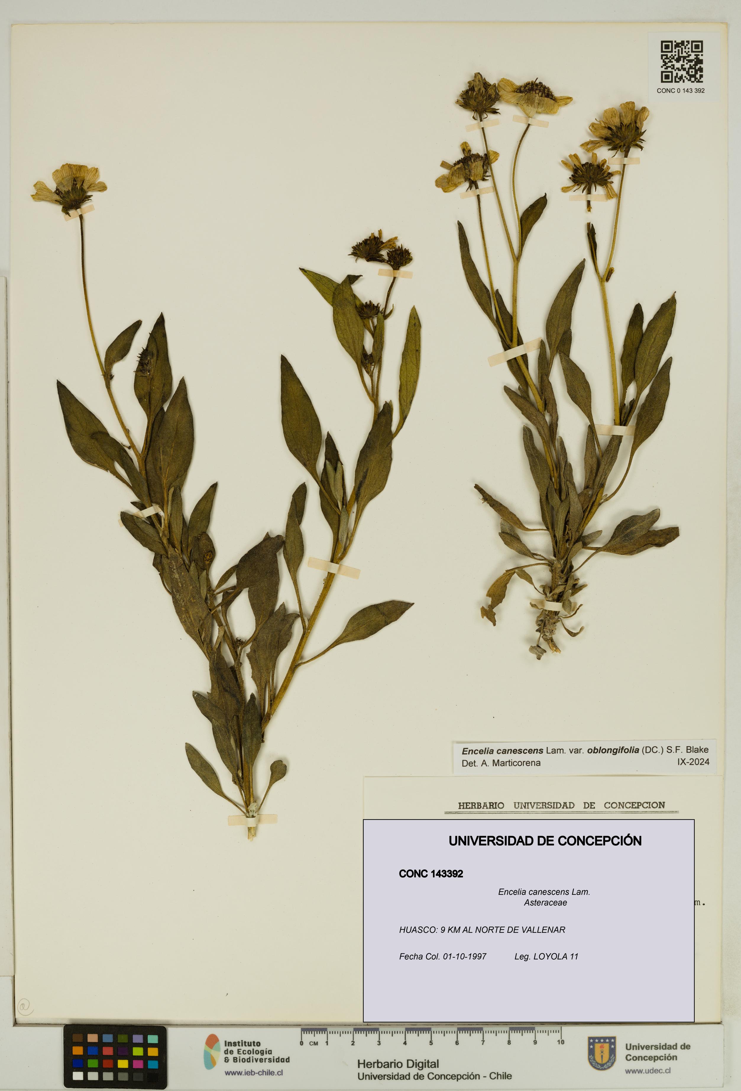 Encelia canescens [Espécimen: UDEC:CONC:0143392]