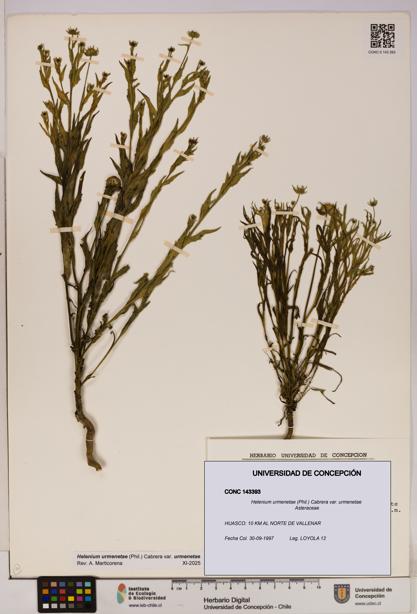 Helenium urmenetae var. urmenetae [Espécimen: UDEC:CONC:0143393]