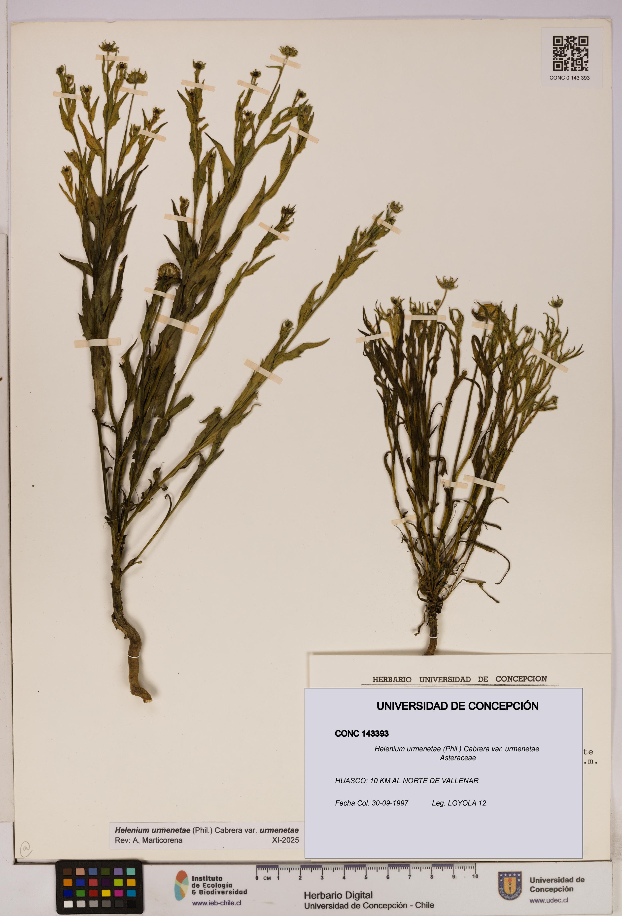 Helenium urmenetae var. urmenetae [Espécimen: UDEC:CONC:0143393]