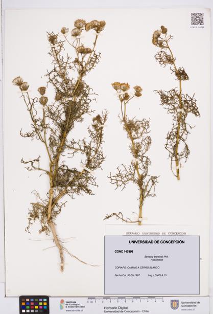 Senecio troncosii [Espécimen: ]