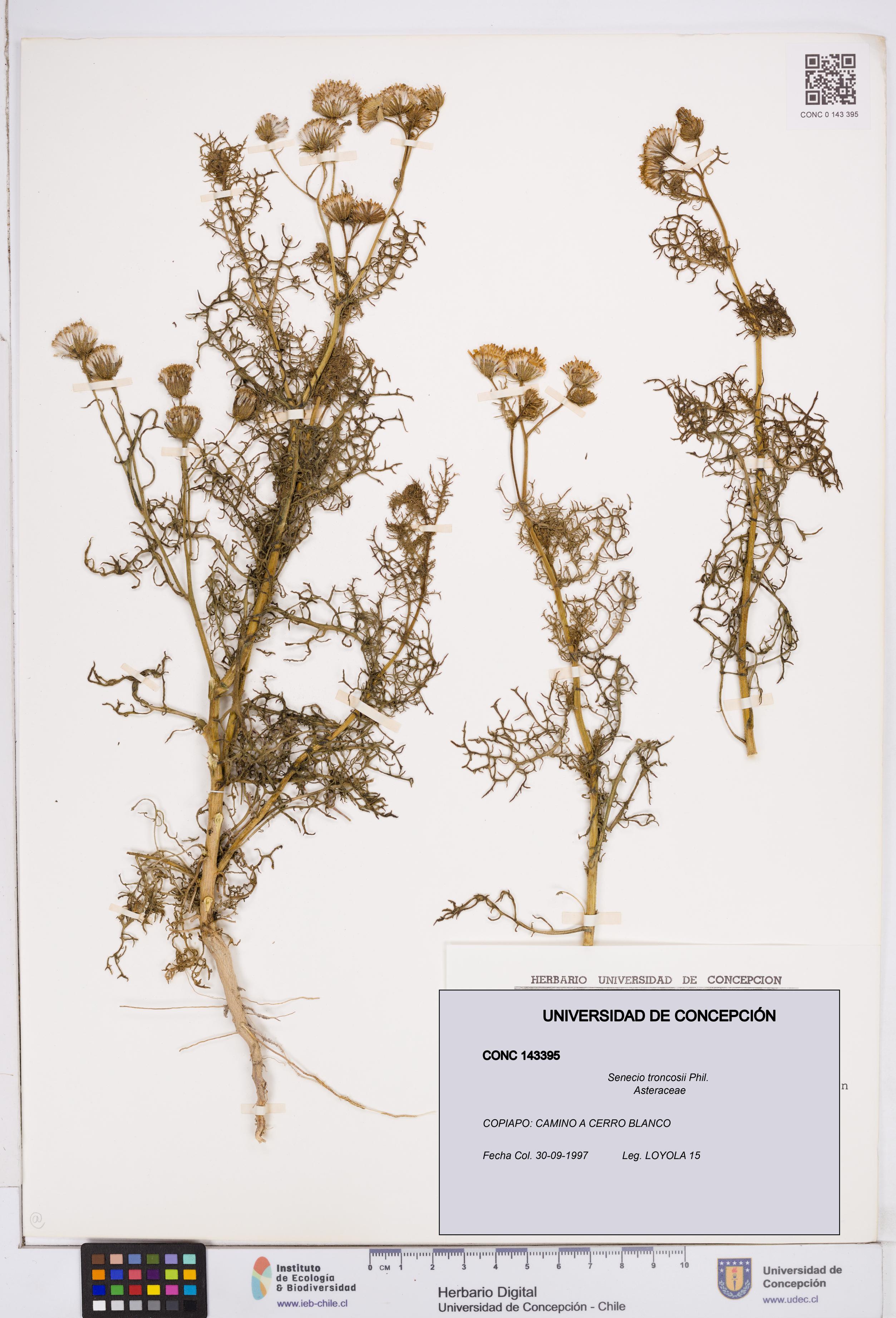 Senecio troncosii [Espécimen: ]