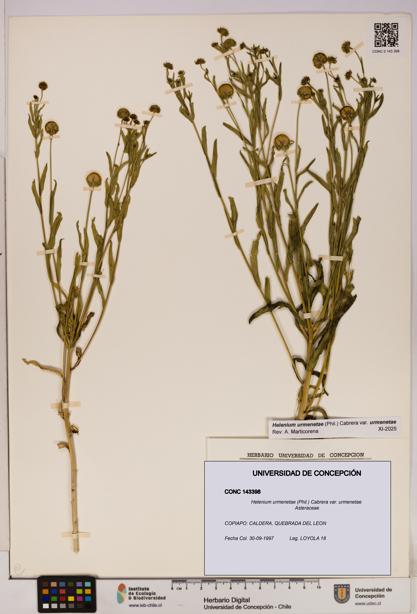 Helenium urmenetae var. urmenetae [Espécimen: UDEC:CONC:0143398]