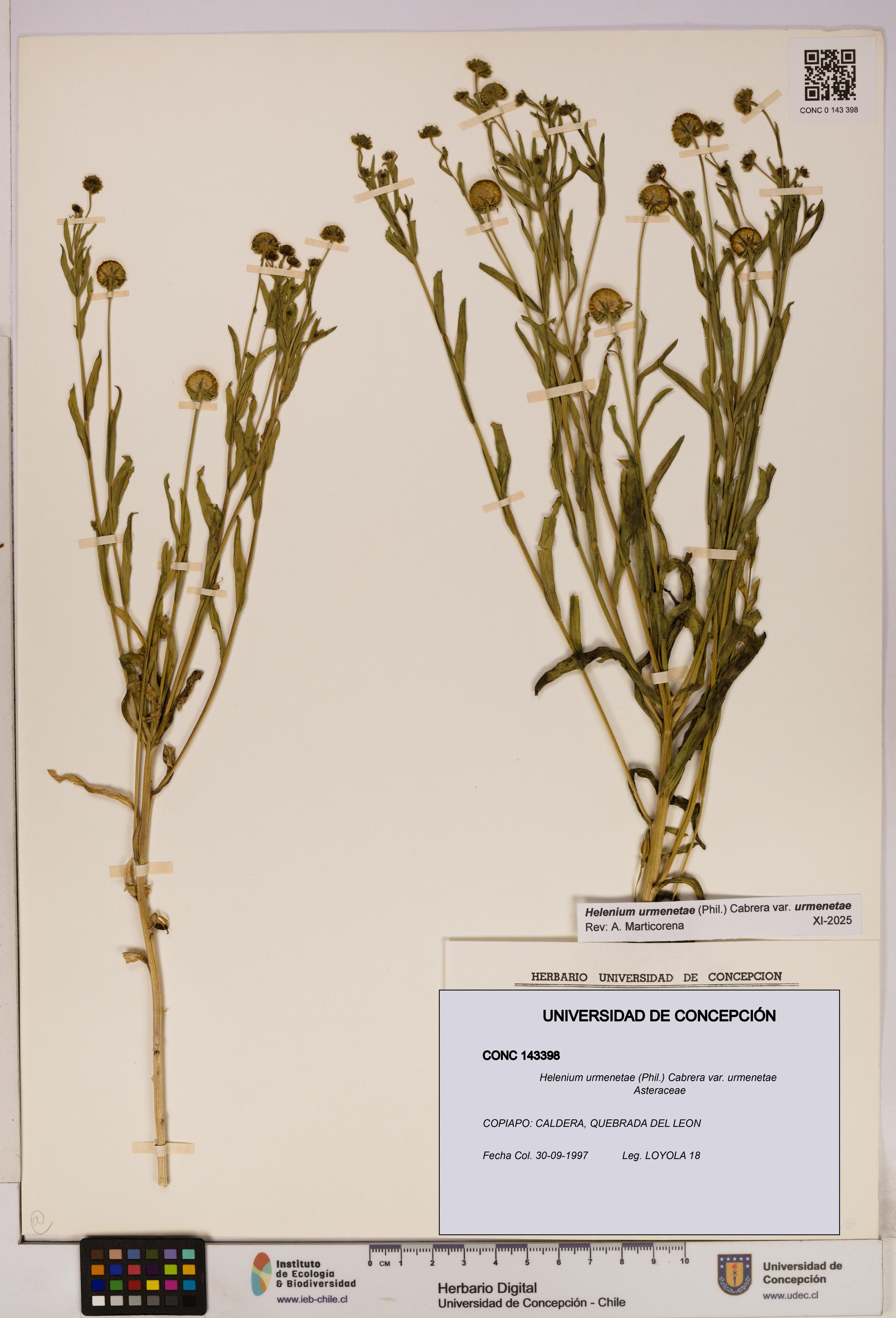 Helenium urmenetae var. urmenetae [Espécimen: UDEC:CONC:0143398]