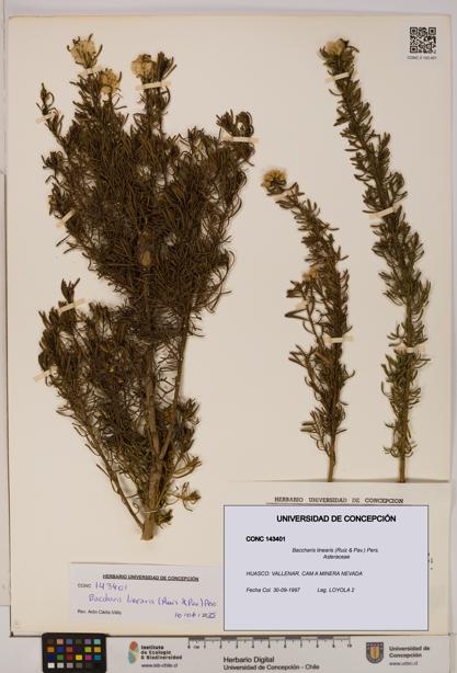 Baccharis linearis [Espécimen: UDEC:CONC:0143401]