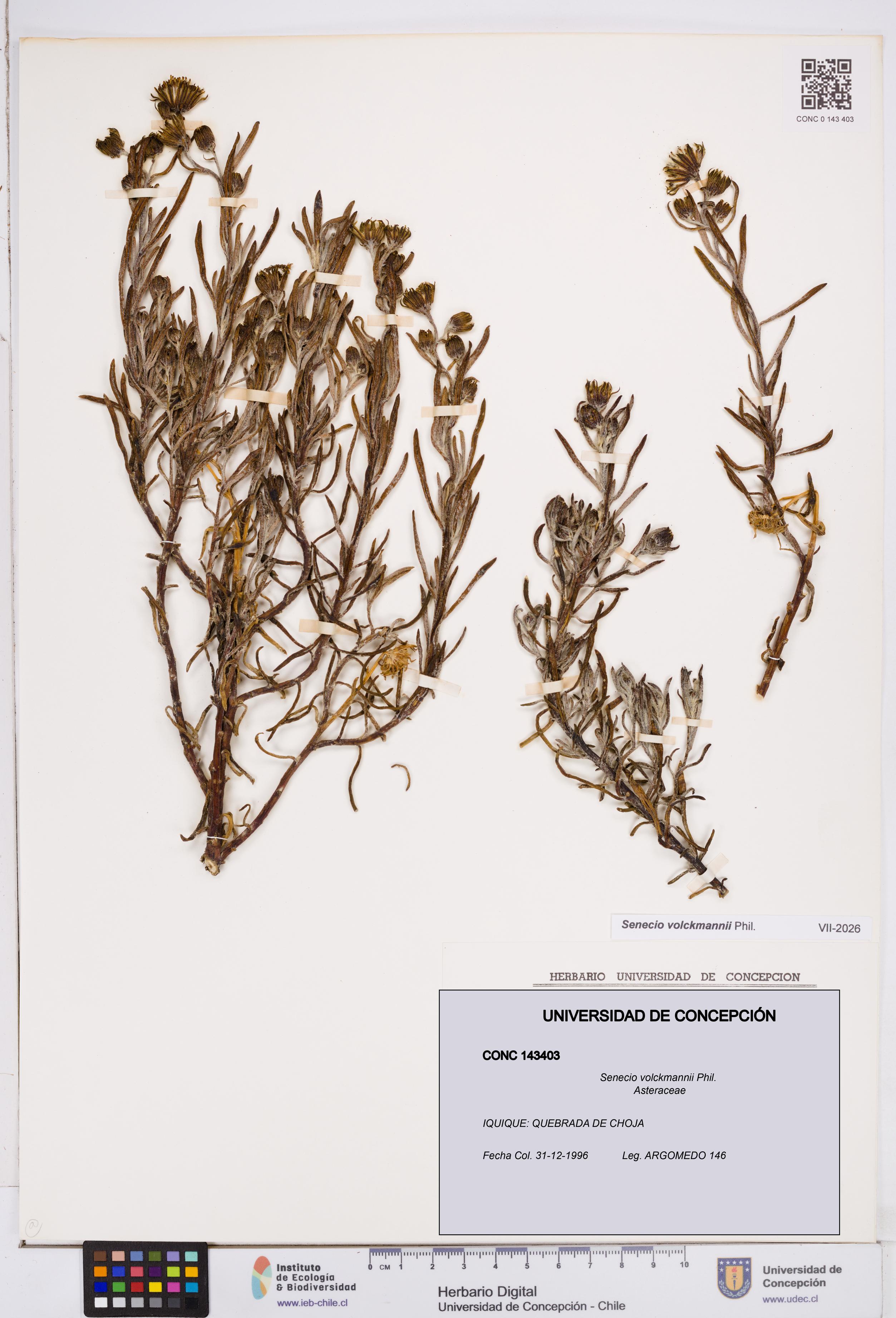 Senecio volckmannii [Espécimen: ]