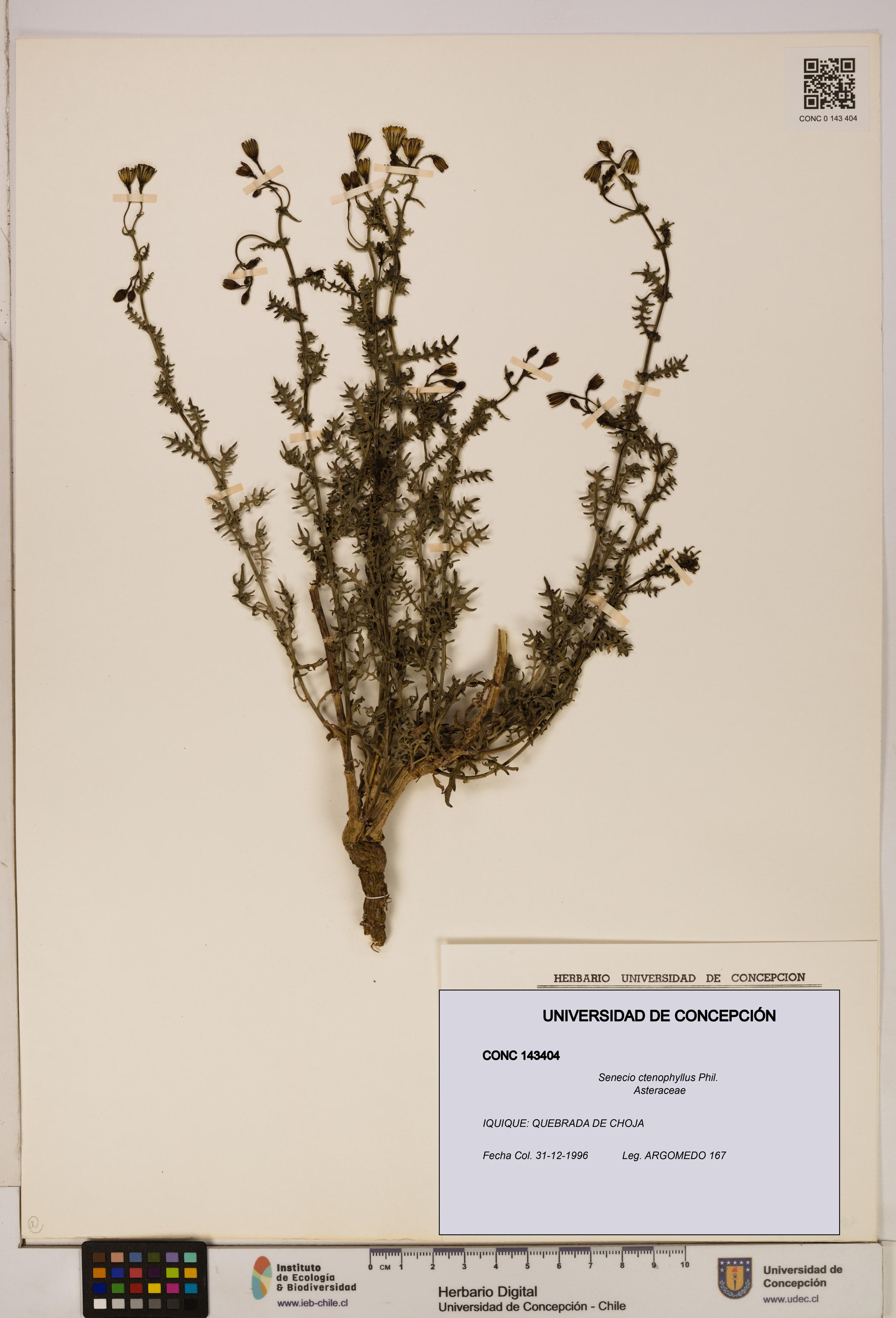 Senecio ctenophyllus [Espécimen: UDEC:CONC:0143404]